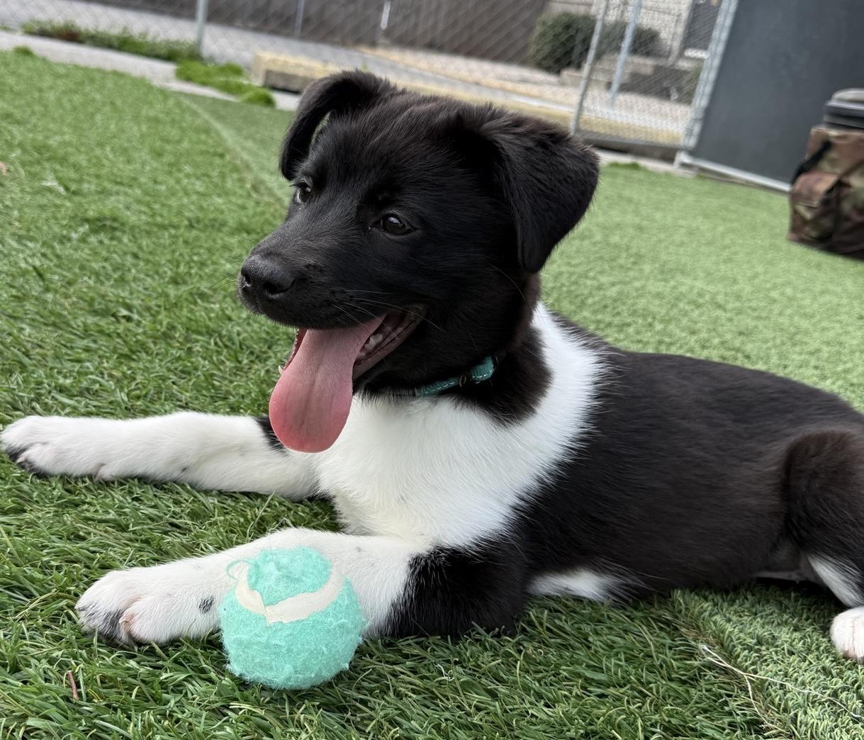 Nila, adopted, Young Female Mixed Breed.