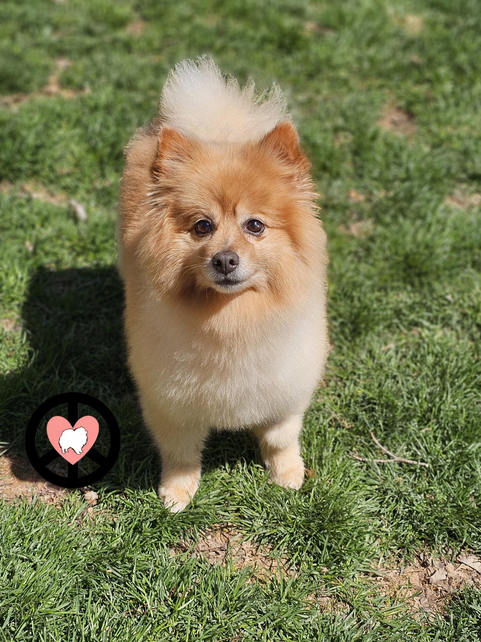 Enlarge Roxy, a Adoptable Pomeranian in Lebanon, PA image 1/3