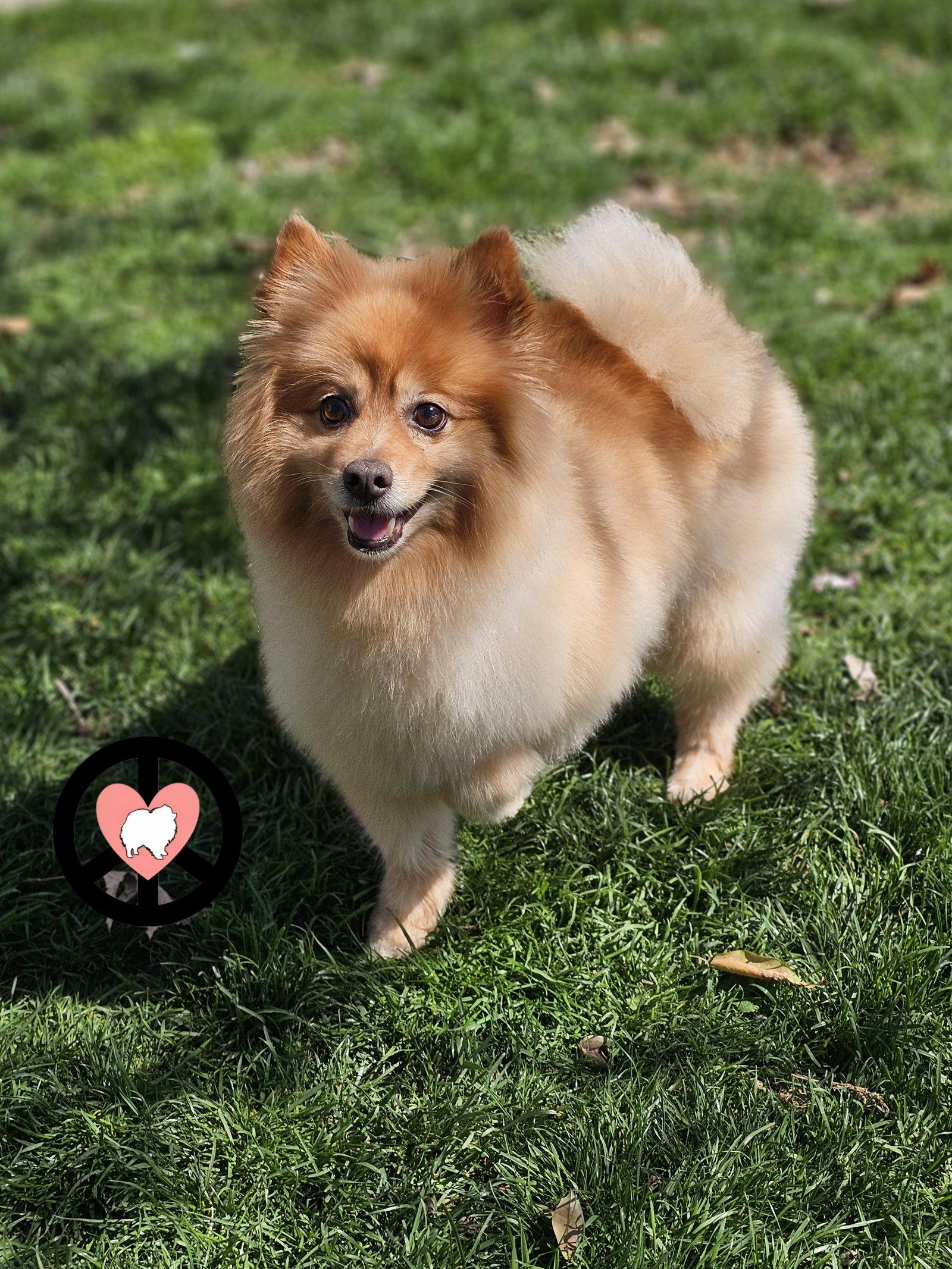 Enlarge Roxy, a Adoptable Pomeranian in Lebanon, PA image 2/3