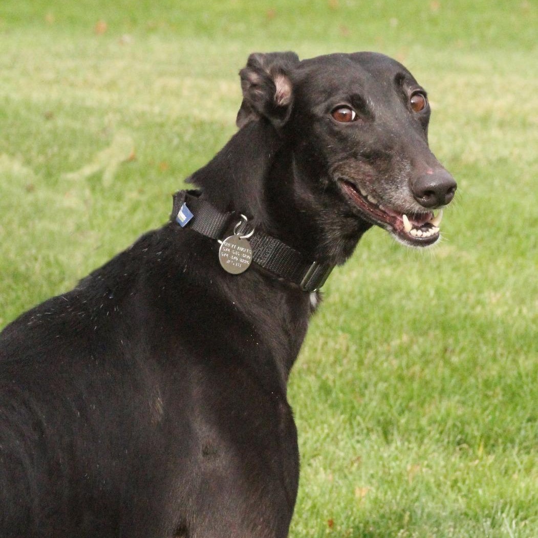 Enlarge Kay, a ADOPTABLE mixed breed in Goshen, IN image 1/1