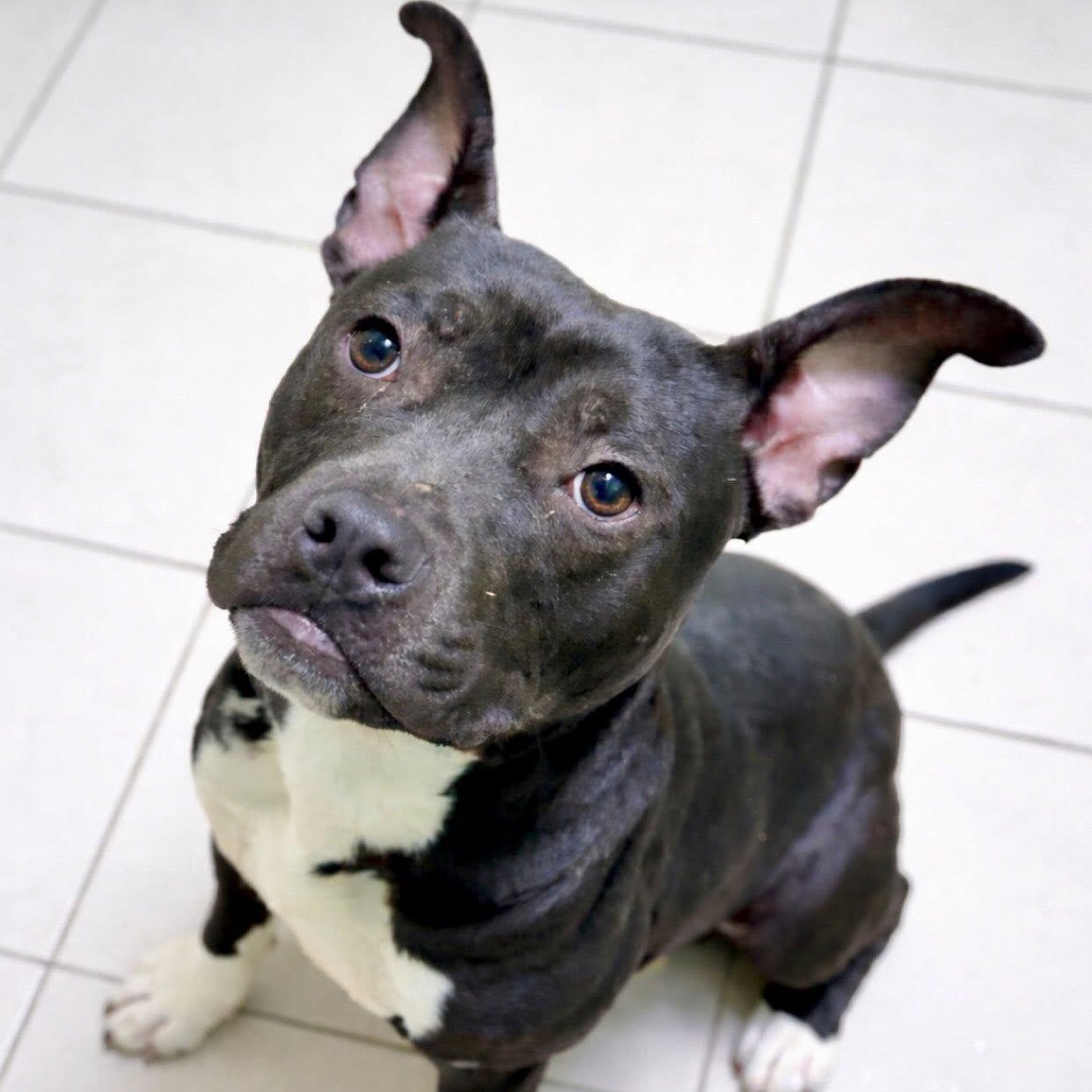 Jace, ADOPTABLE, Young Male Pit Bull Terrier.