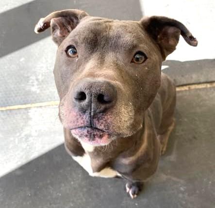 BULLET, Adoptable, Adult Male Pit Bull Terrier & Mixed Breed.