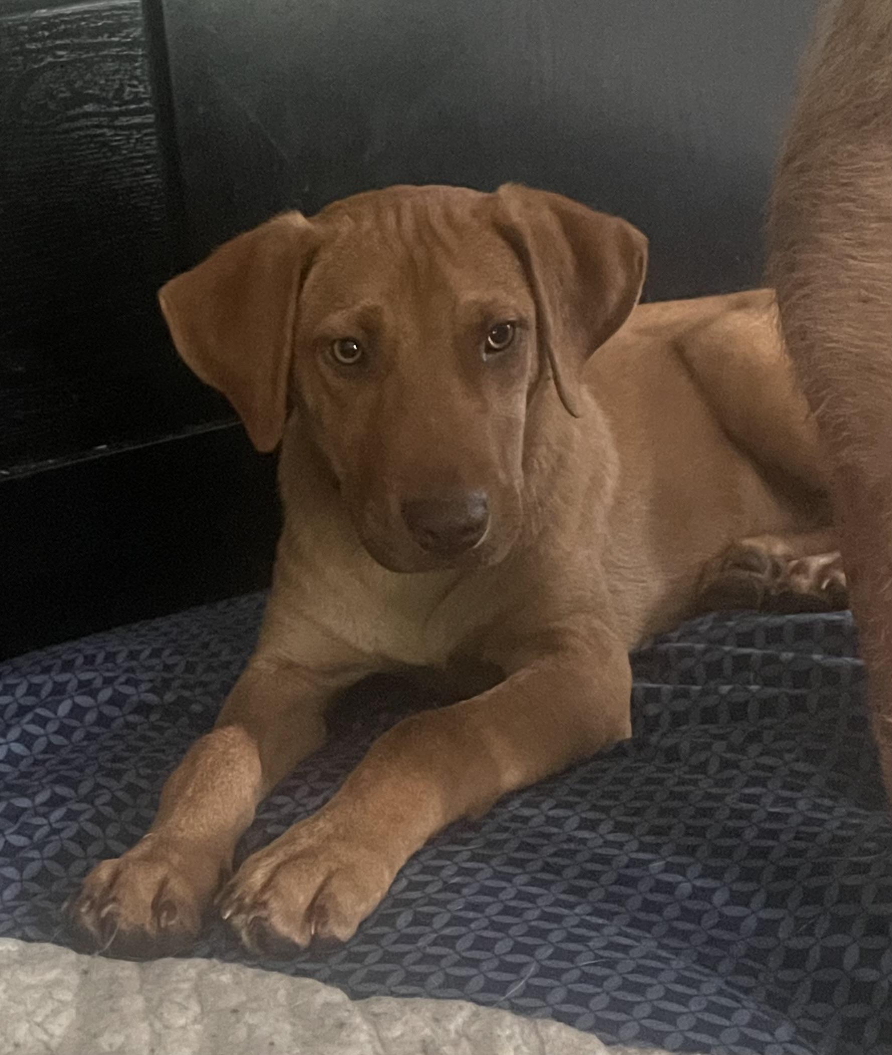Messi, ADOPTABLE, Young Male Mixed Breed.