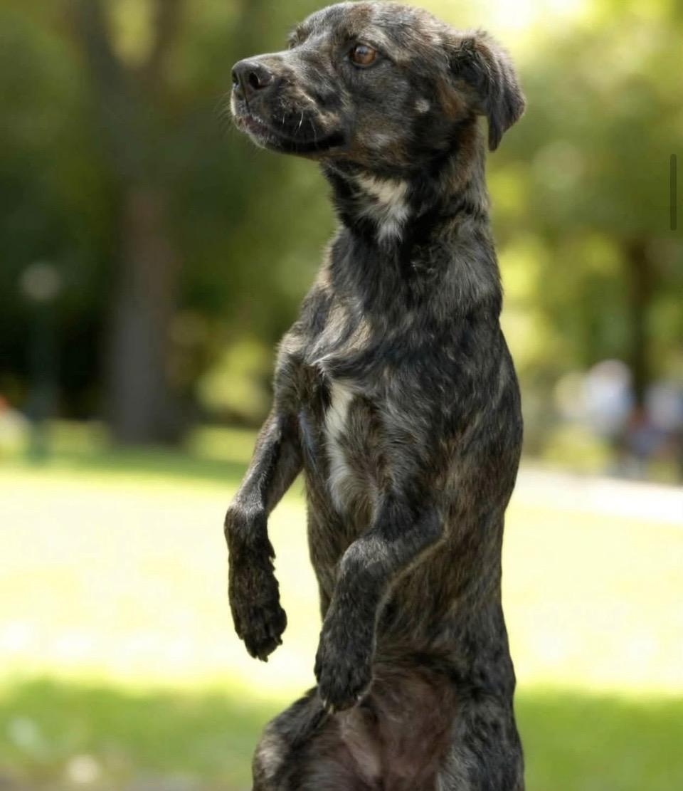 Enlarge Sadie, a Adoptable mixed breed in Estes Park, CO image 2/3