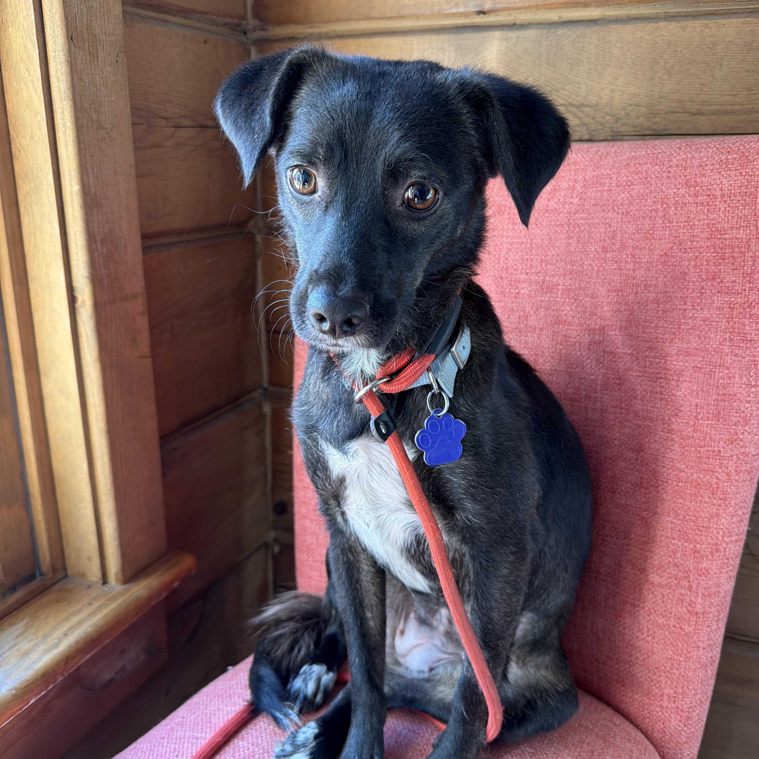 Enlarge Sadie, a Adoptable mixed breed in Estes Park, CO image 3/3