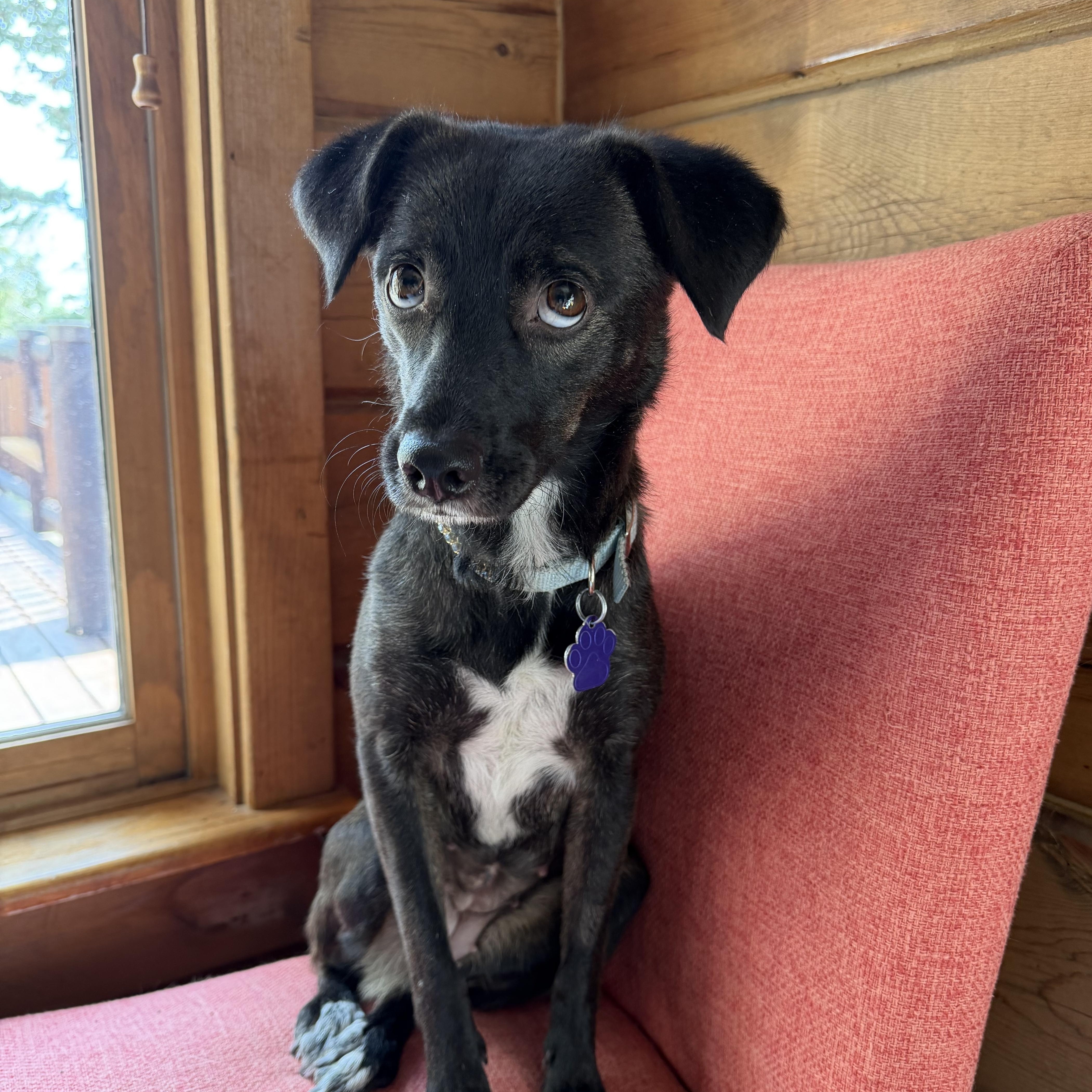 Enlarge Sadie, a Adoptable mixed breed in Estes Park, CO image 1/3