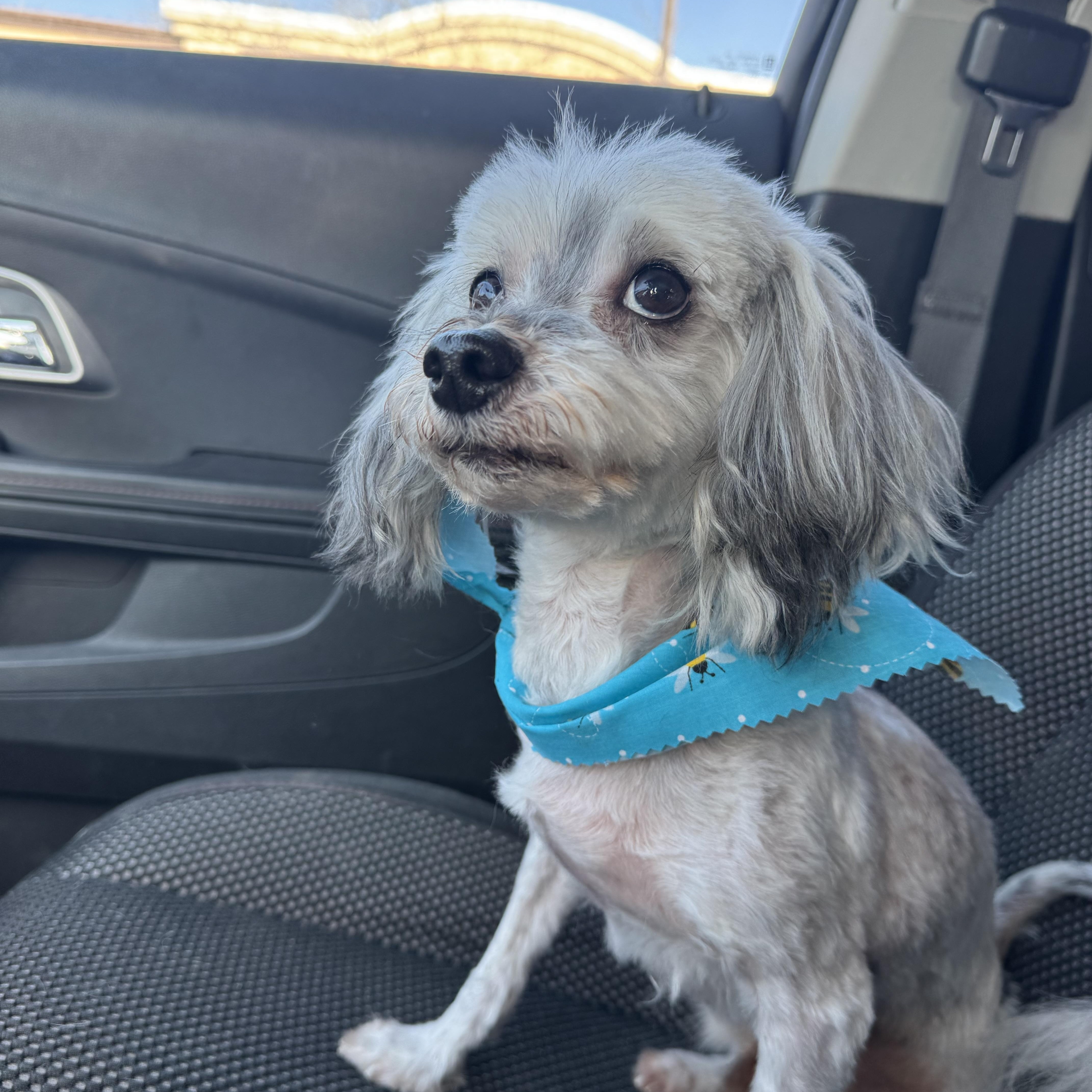 Enlarge Howard! Sweet affectionate guy. , a ADOPTABLE mixed breed in RUSSIAVILLE, IN image 2/6