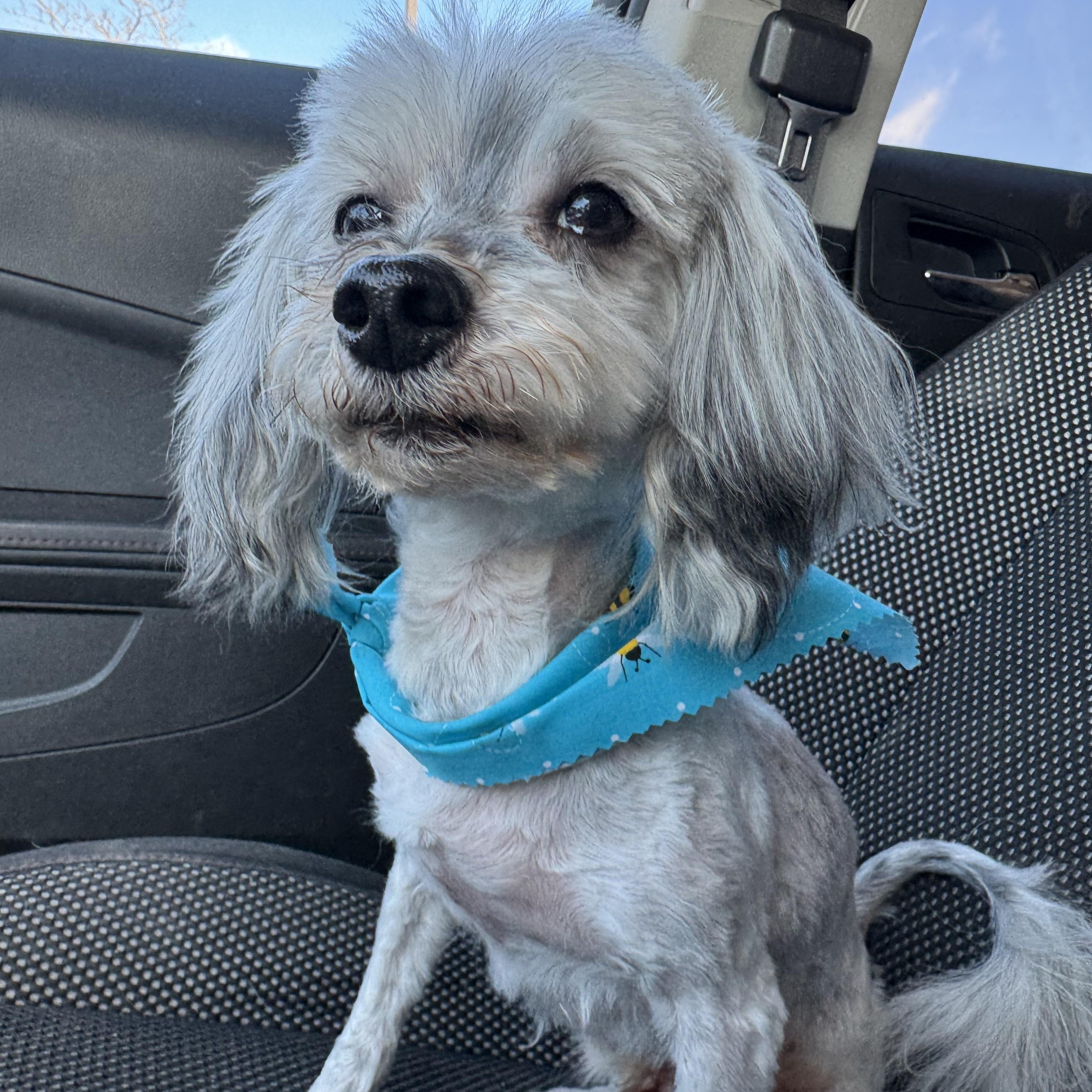 Enlarge Howard! Sweet affectionate guy. , a ADOPTABLE mixed breed in RUSSIAVILLE, IN image 6/6