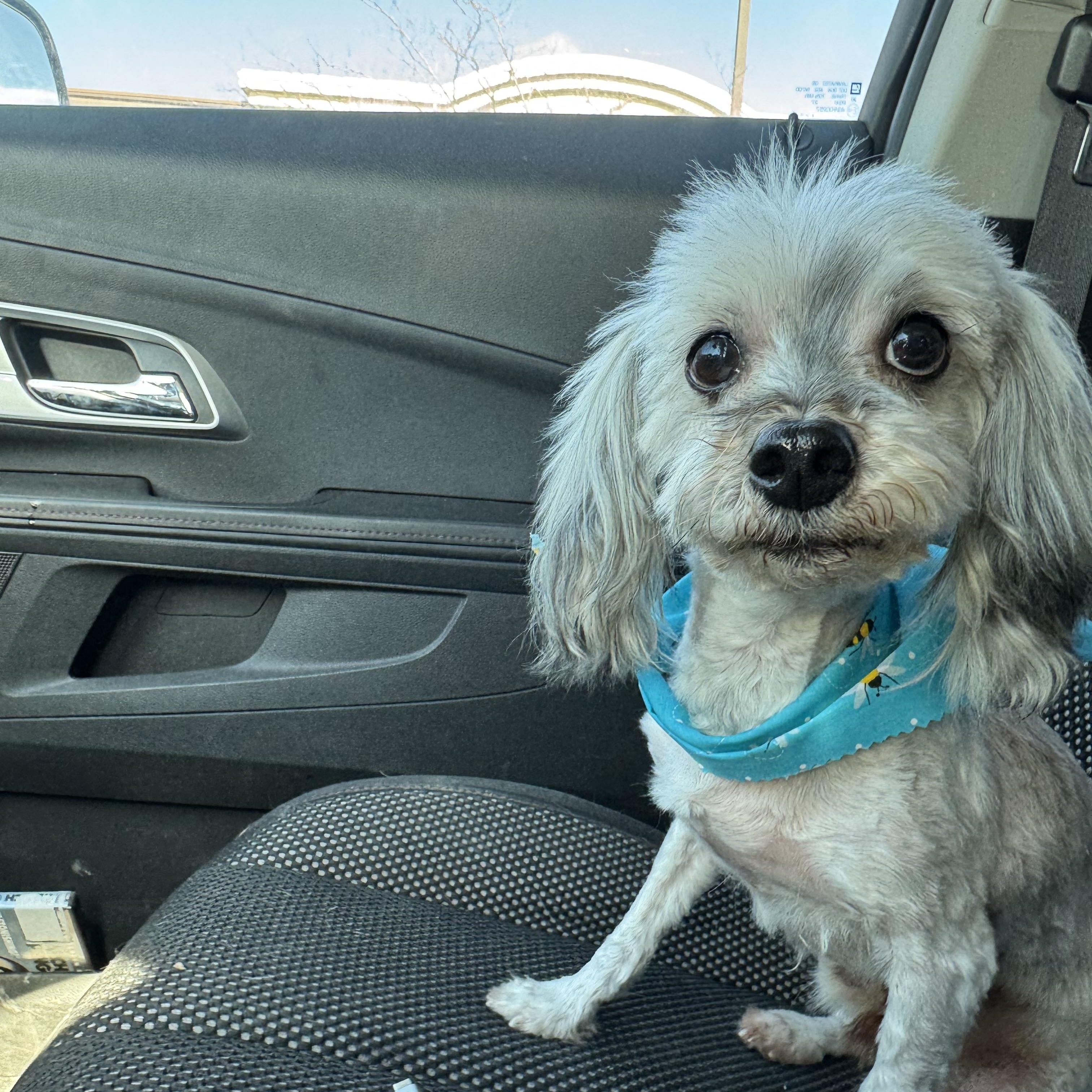 Enlarge Howard! Sweet affectionate guy. , a ADOPTABLE mixed breed in RUSSIAVILLE, IN image 3/6