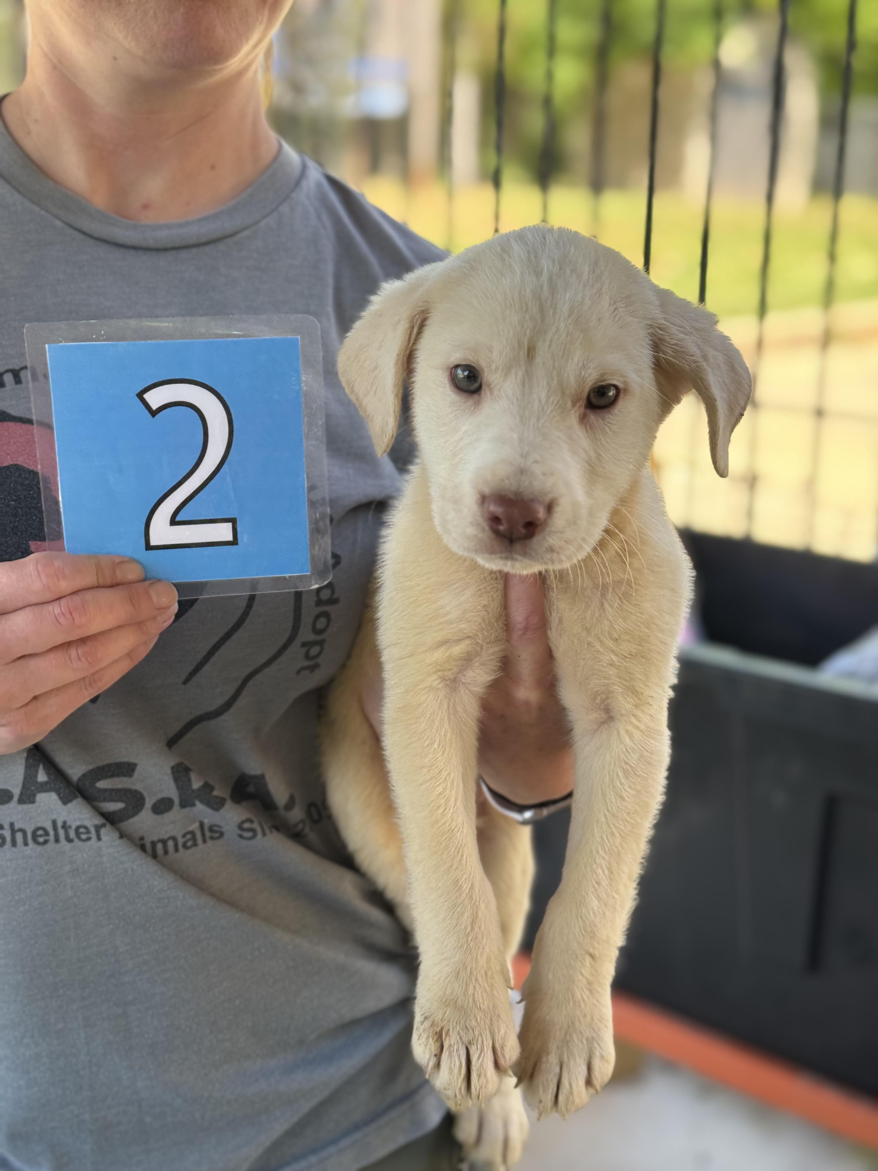 Huckleberry , adopted, Puppy Male Yellow Labrador Retriever & Golden Retriever.