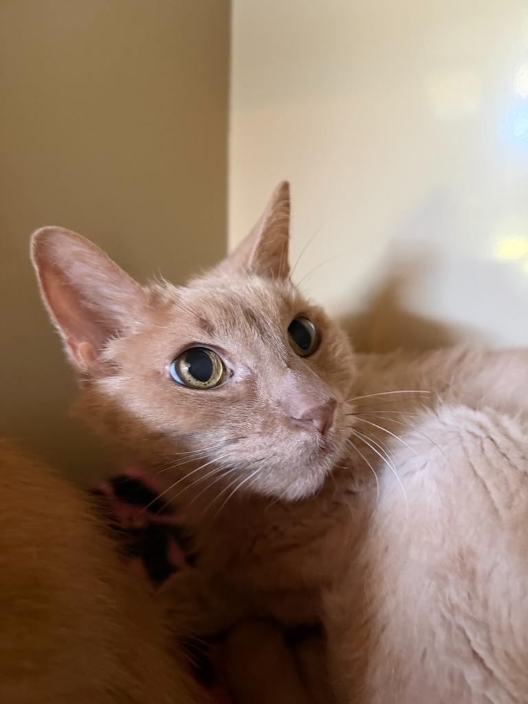 Gouda, a Adoptable mixed breed in Hyde Park, NY image 2/3