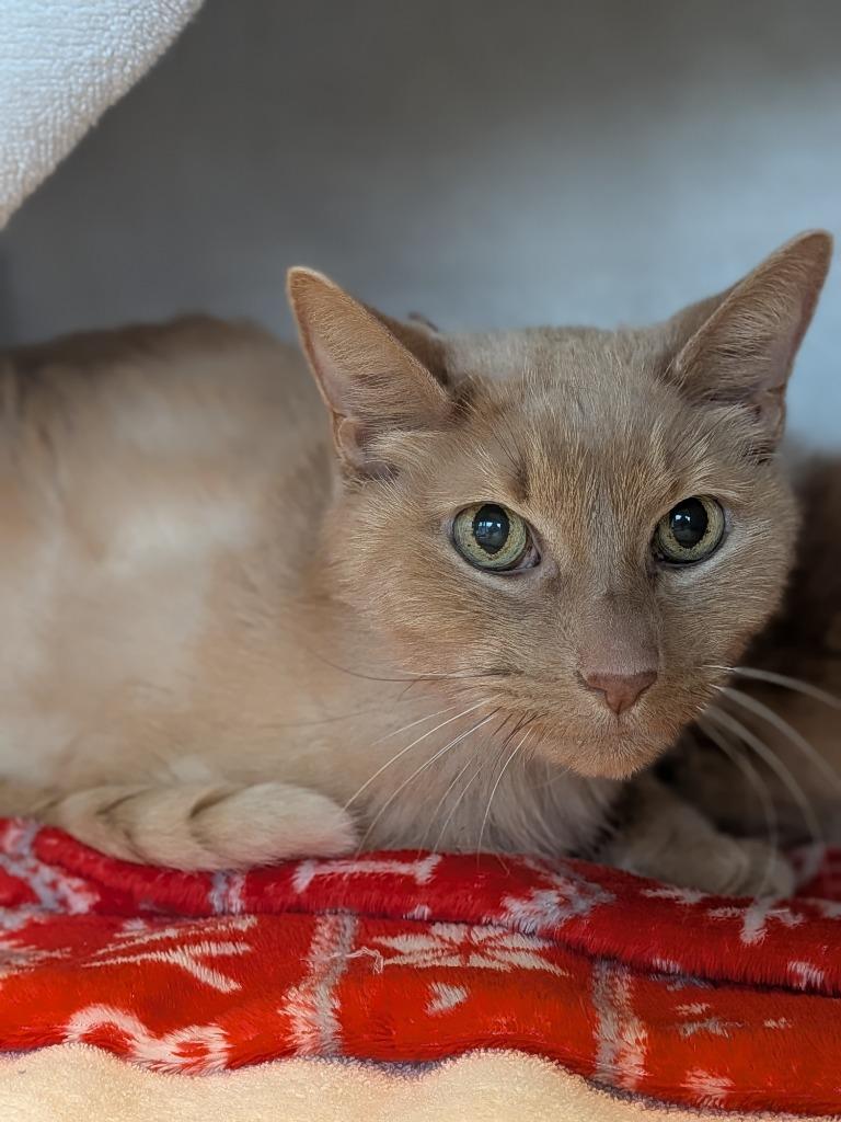 Gouda, a Adoptable mixed breed in Hyde Park, NY image 3/3