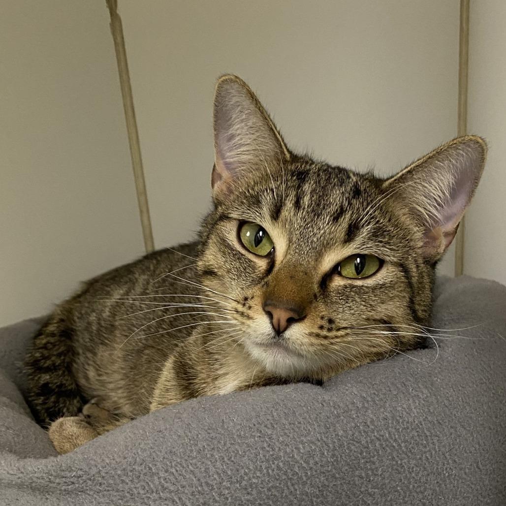 Shelly, Adoptable, Adult Female Domestic Short Hair.