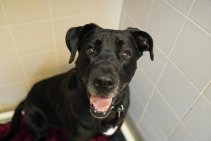Enlarge Onyx, a Adoptable mixed breed in Woodbury, MN image 1/3