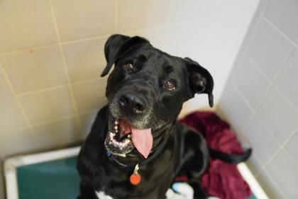 Enlarge Onyx, a Adoptable mixed breed in Woodbury, MN image 3/3