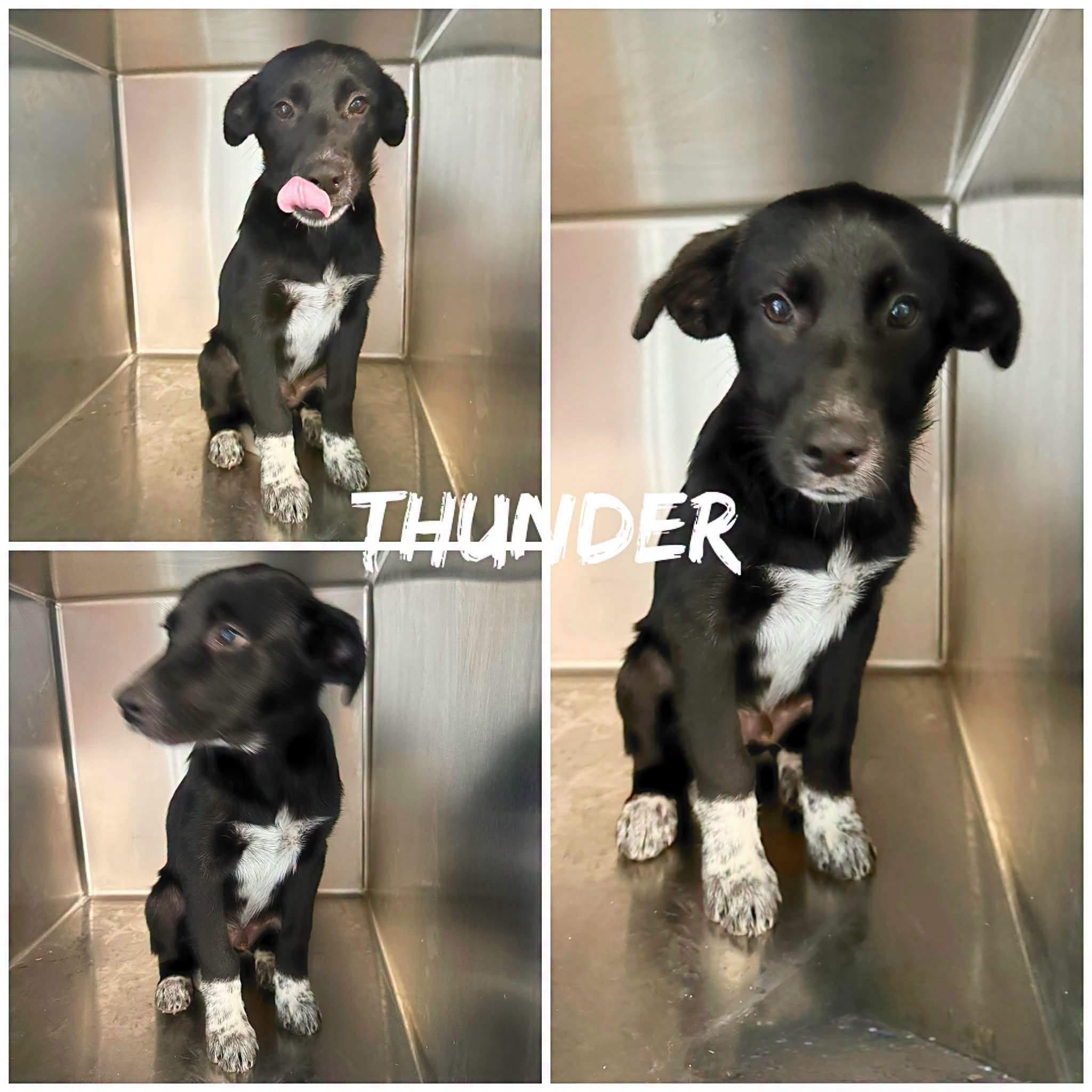 Thunder, ADOPTABLE, Young Male Black Labrador Retriever & Shepherd.