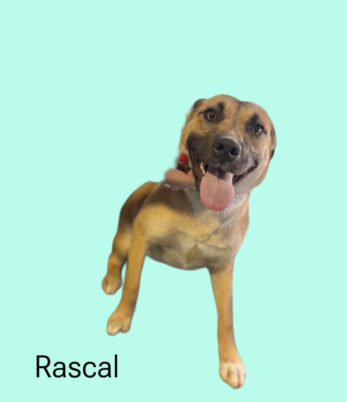 Rascal