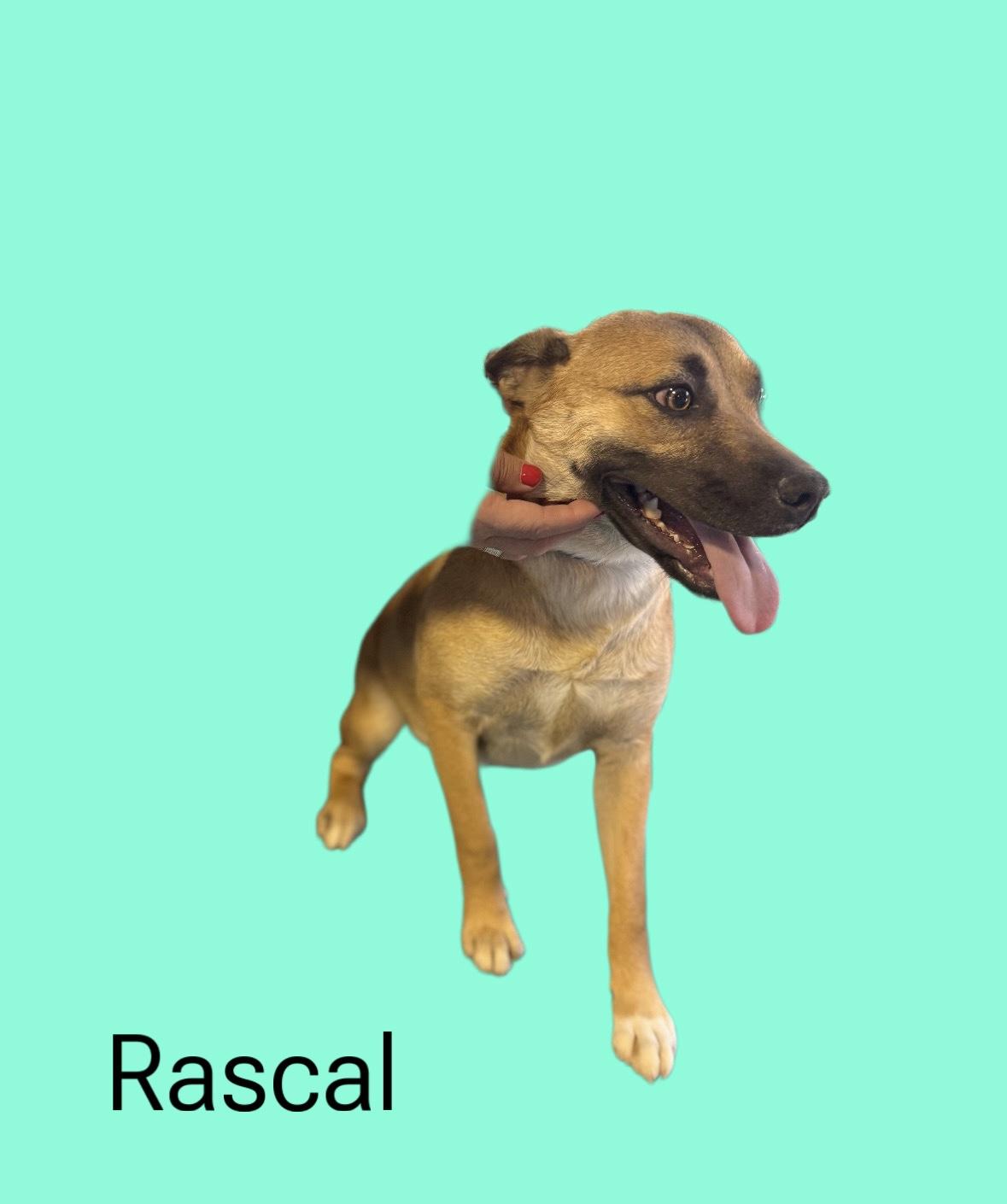 Rascal