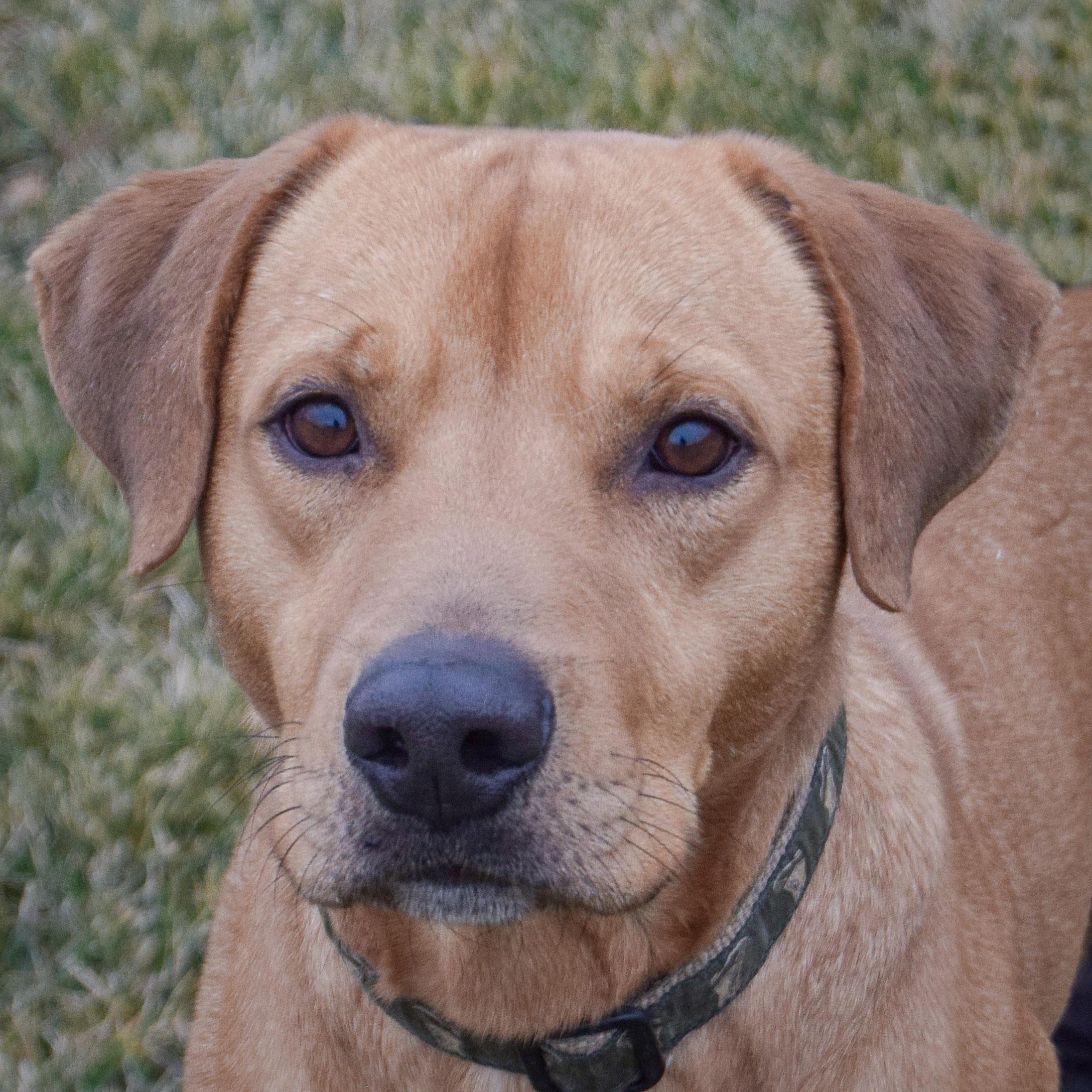 Enlarge Billy, an adopted mixed breed in Huntley, IL image 1/5