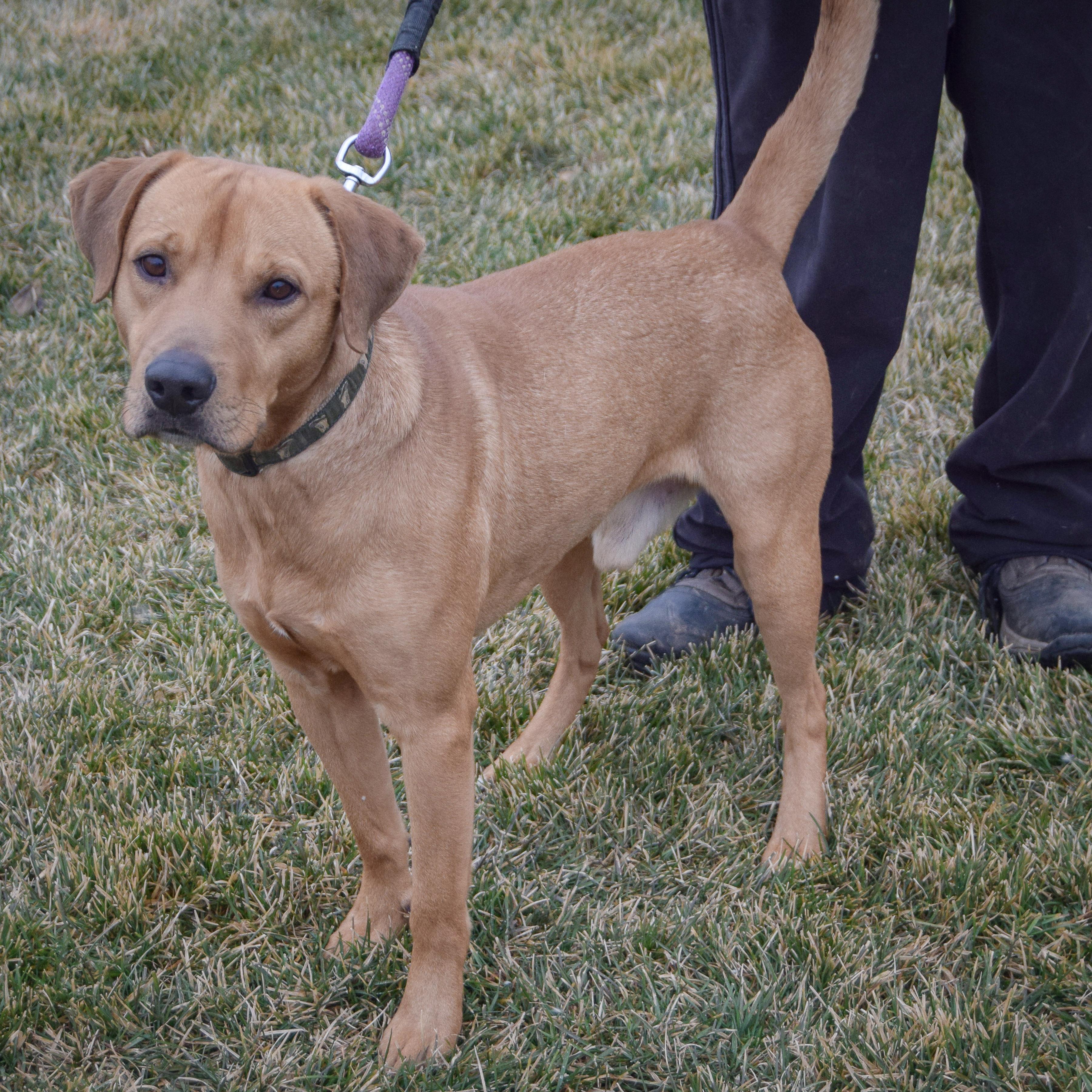 Enlarge Billy, an adopted mixed breed in Huntley, IL image 5/5