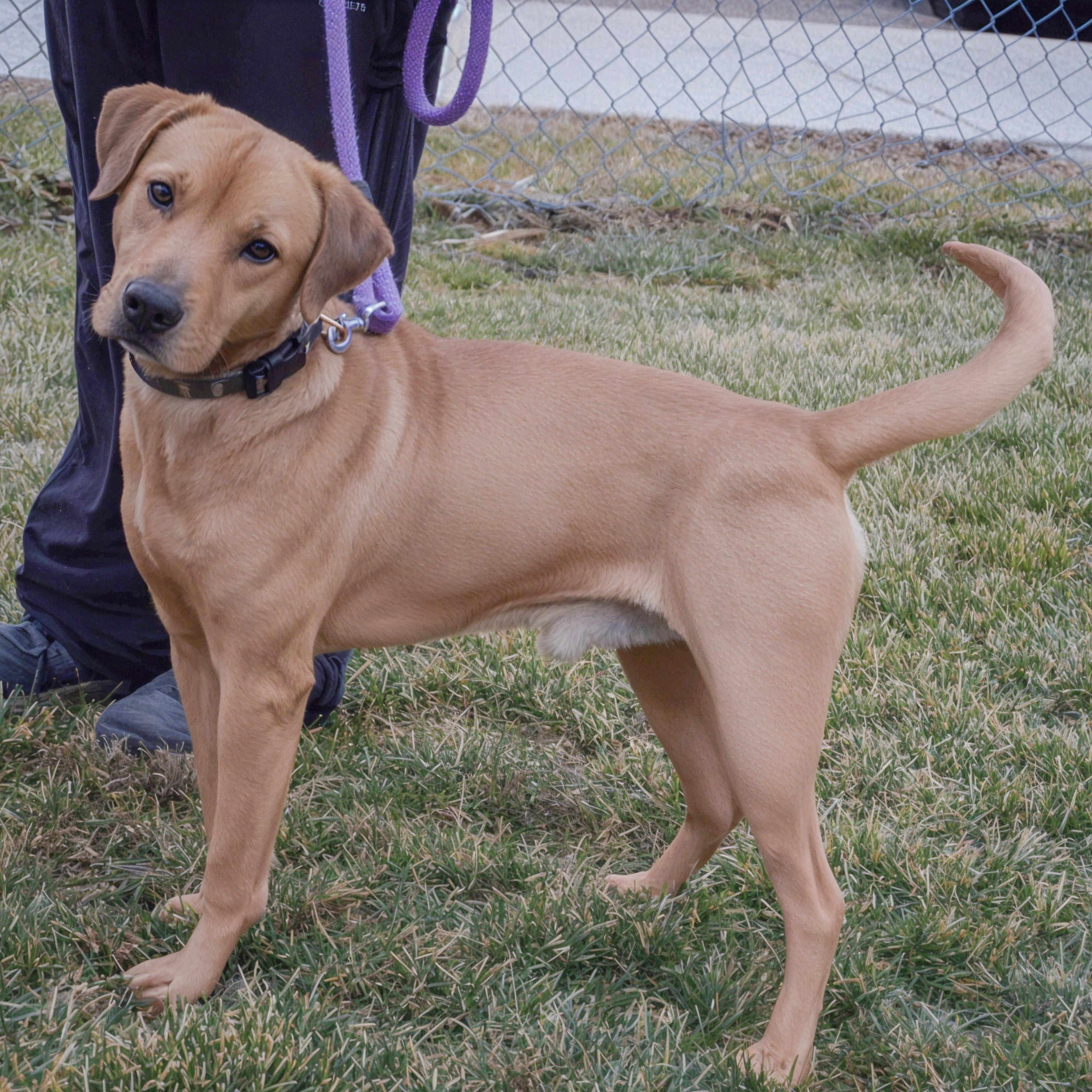 Enlarge Billy, an adopted mixed breed in Huntley, IL image 2/5