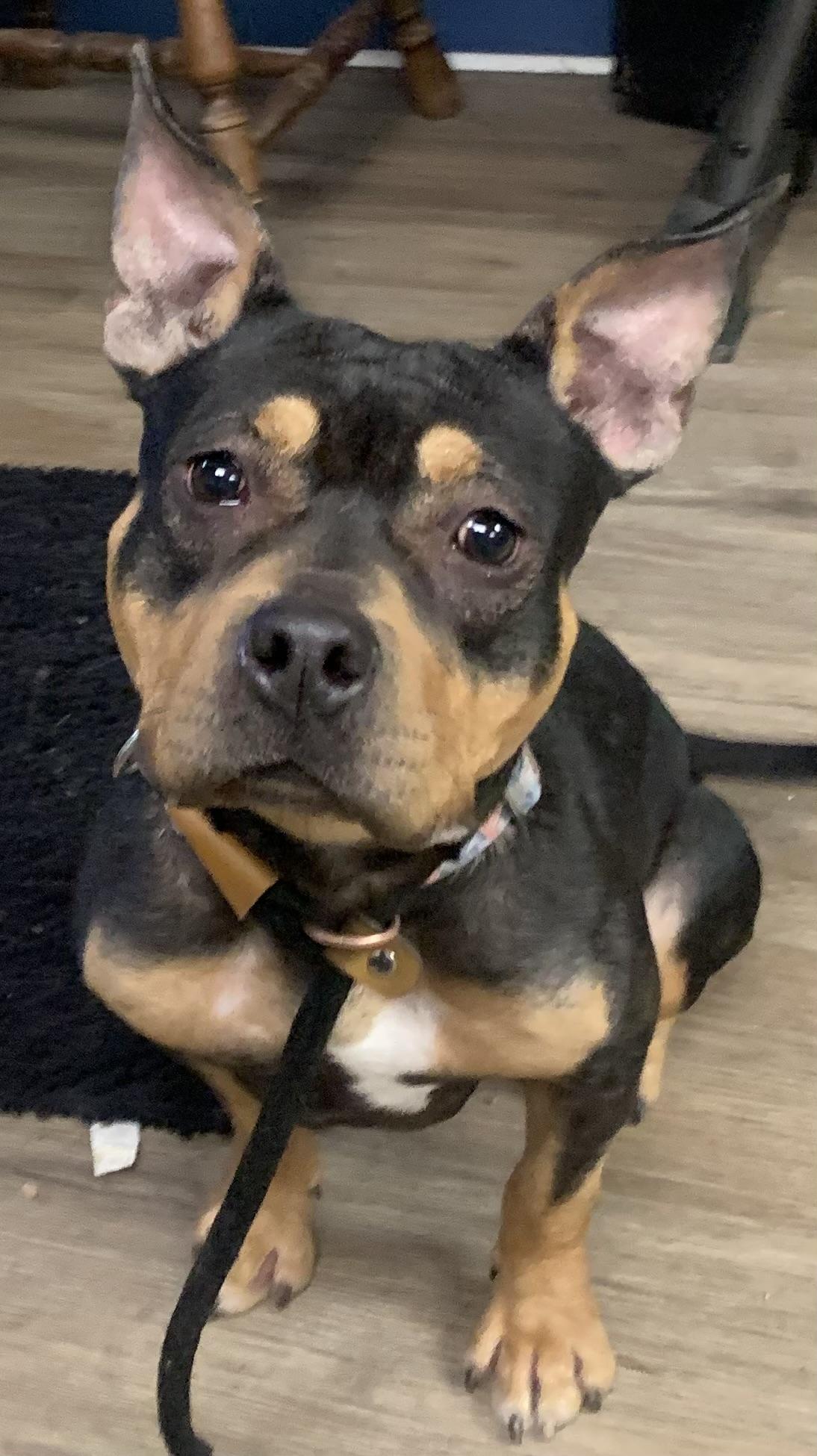 Kit, a Adoptable mixed breed in McKeesport, PA image 1/6