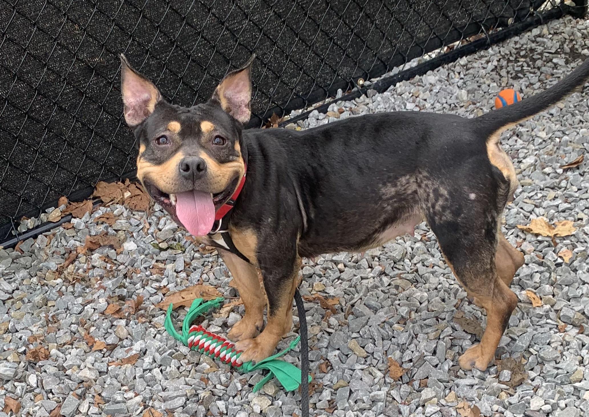 Enlarge Kyt, a Adoptable mixed breed in McKeesport, PA image 1/6