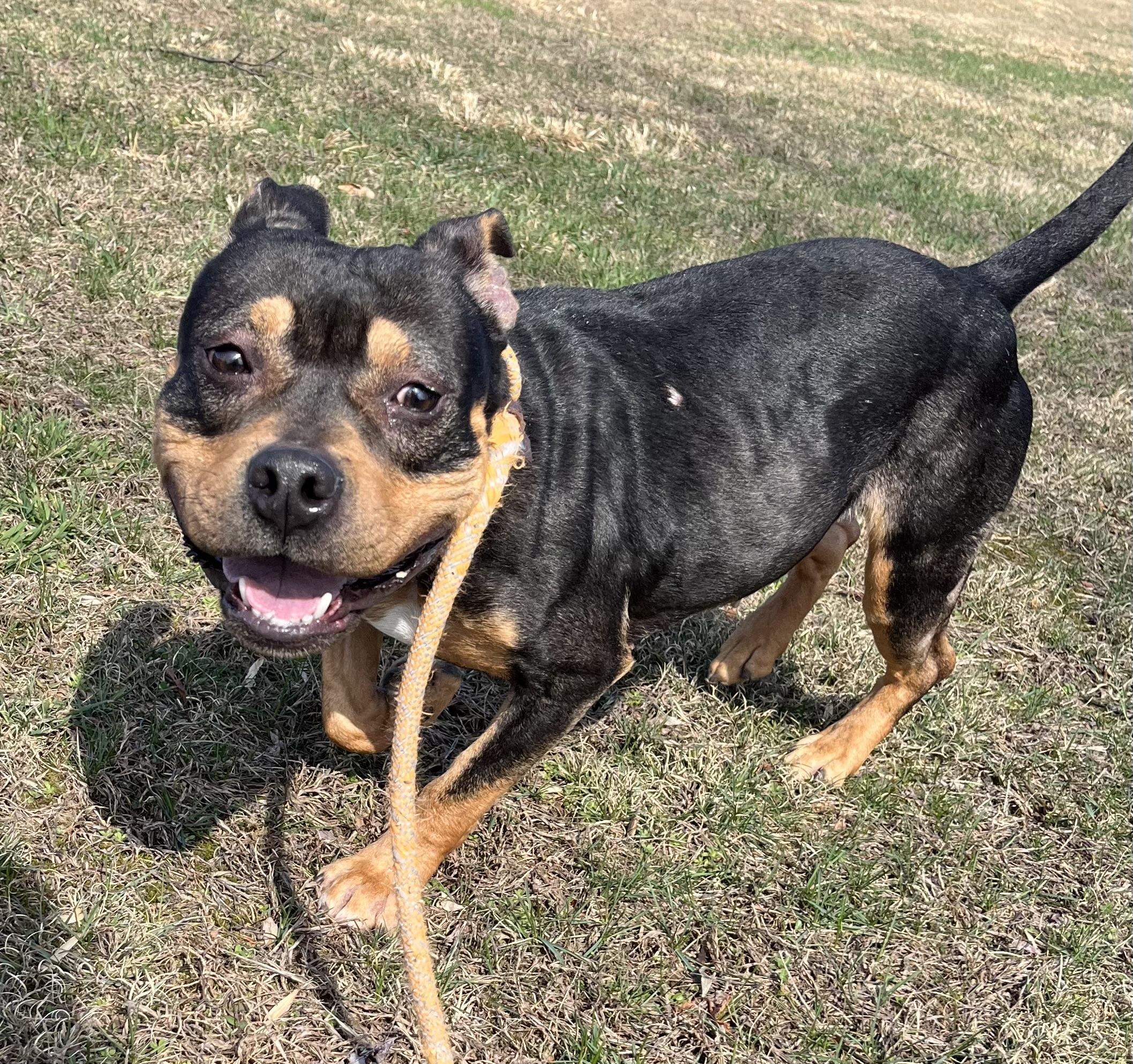 Kit, a Adoptable mixed breed in McKeesport, PA image 6/6