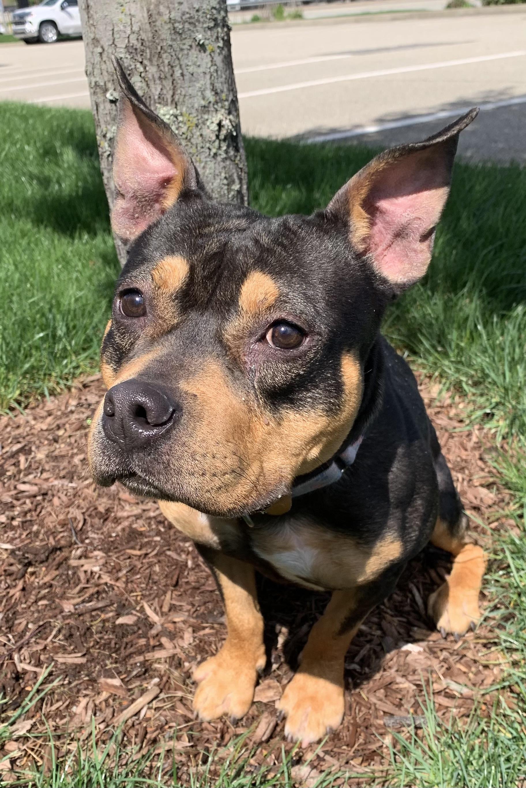 Enlarge Kit adoption fee covered, a Adoptable mixed breed in McKeesport, PA image 6/6