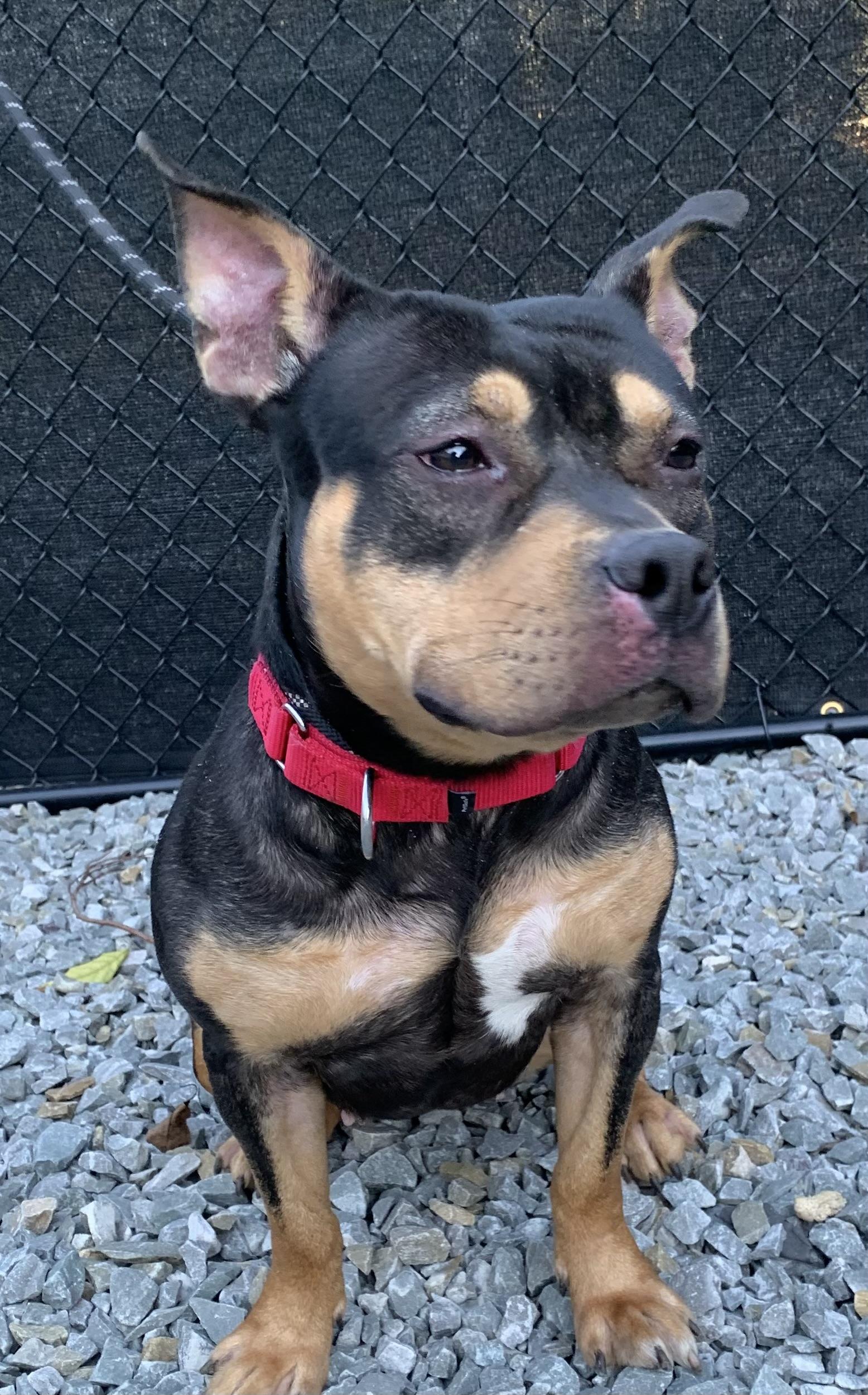 Enlarge Kyt, a Adoptable mixed breed in McKeesport, PA image 2/6