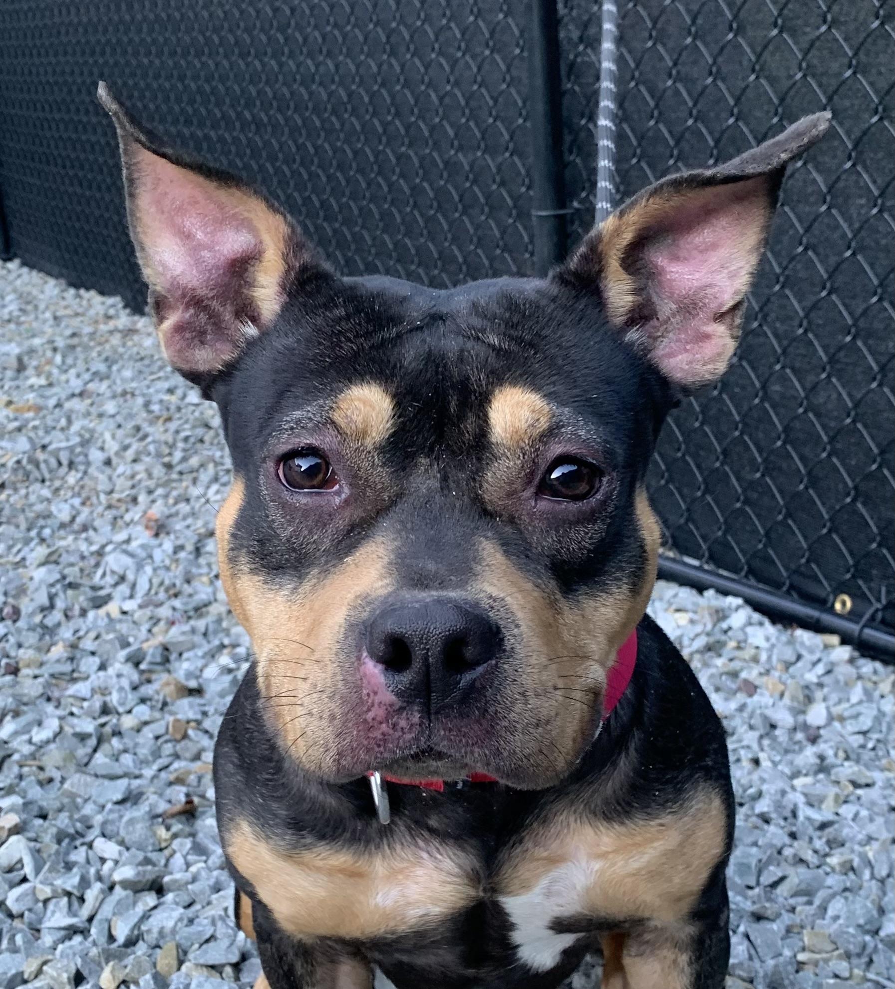 Enlarge Kyt, a Adoptable mixed breed in McKeesport, PA image 3/6