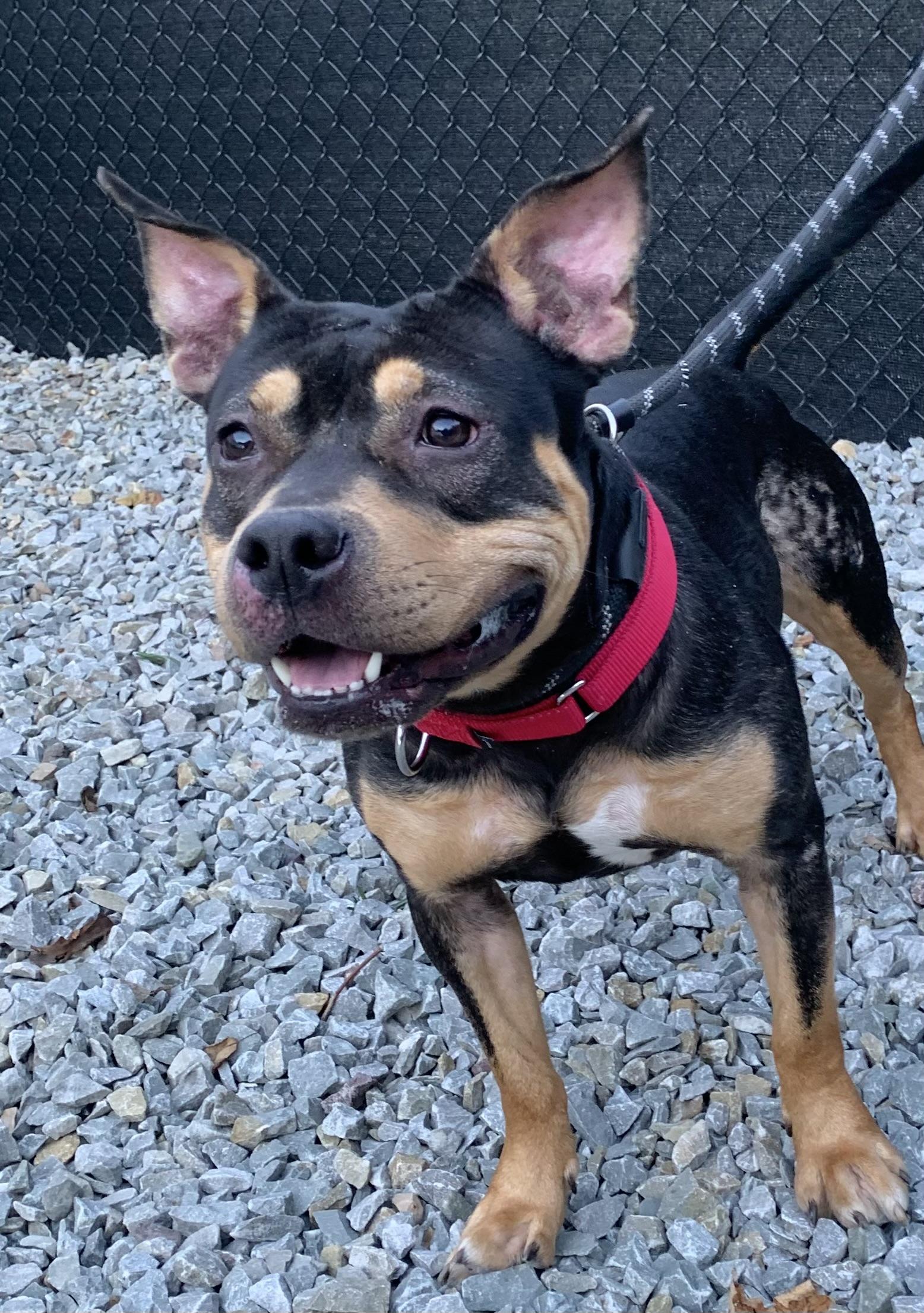 Enlarge Kyt, a Adoptable mixed breed in McKeesport, PA image 4/6