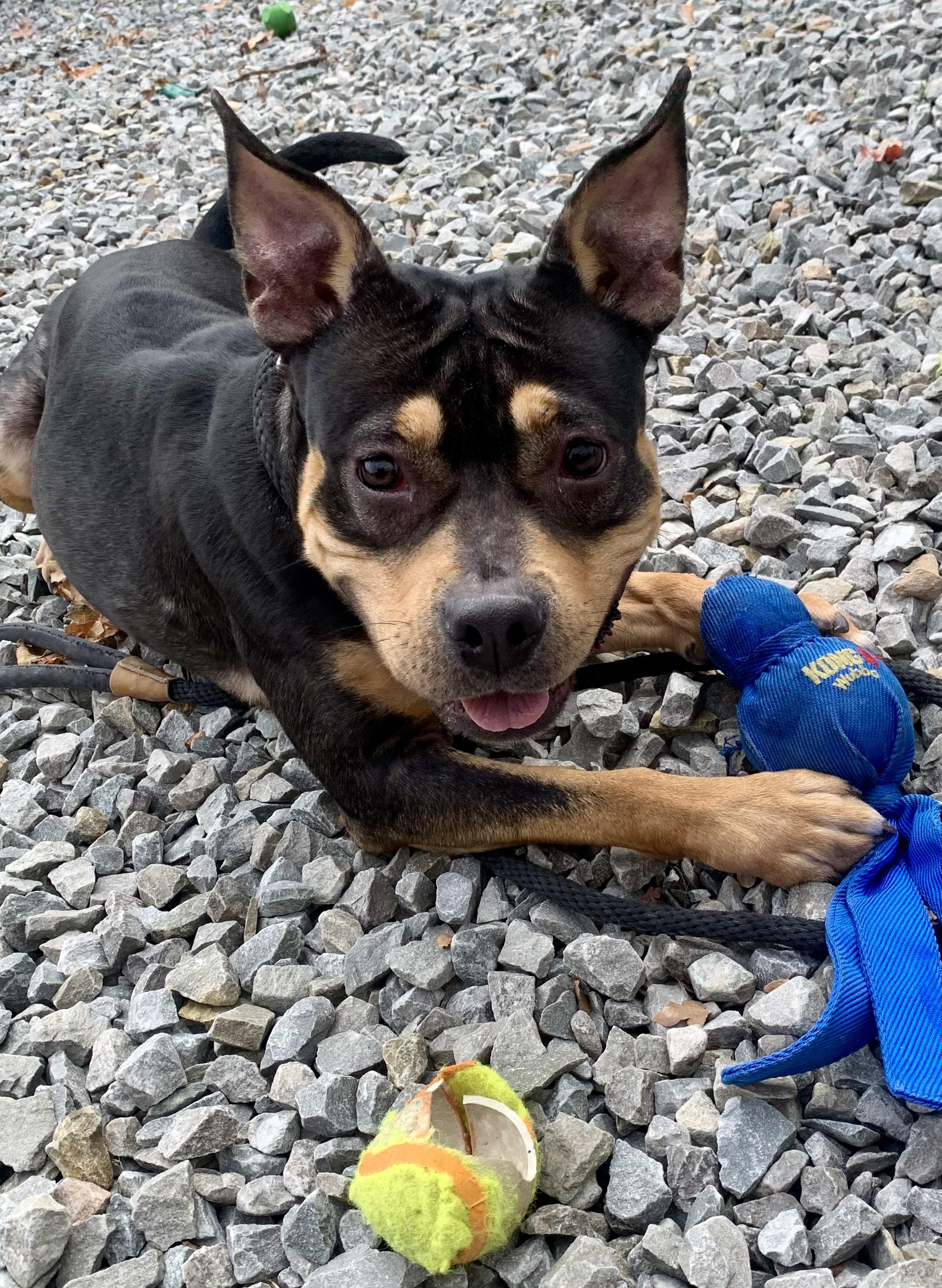 Enlarge Kyt, a Adoptable mixed breed in McKeesport, PA image 5/6