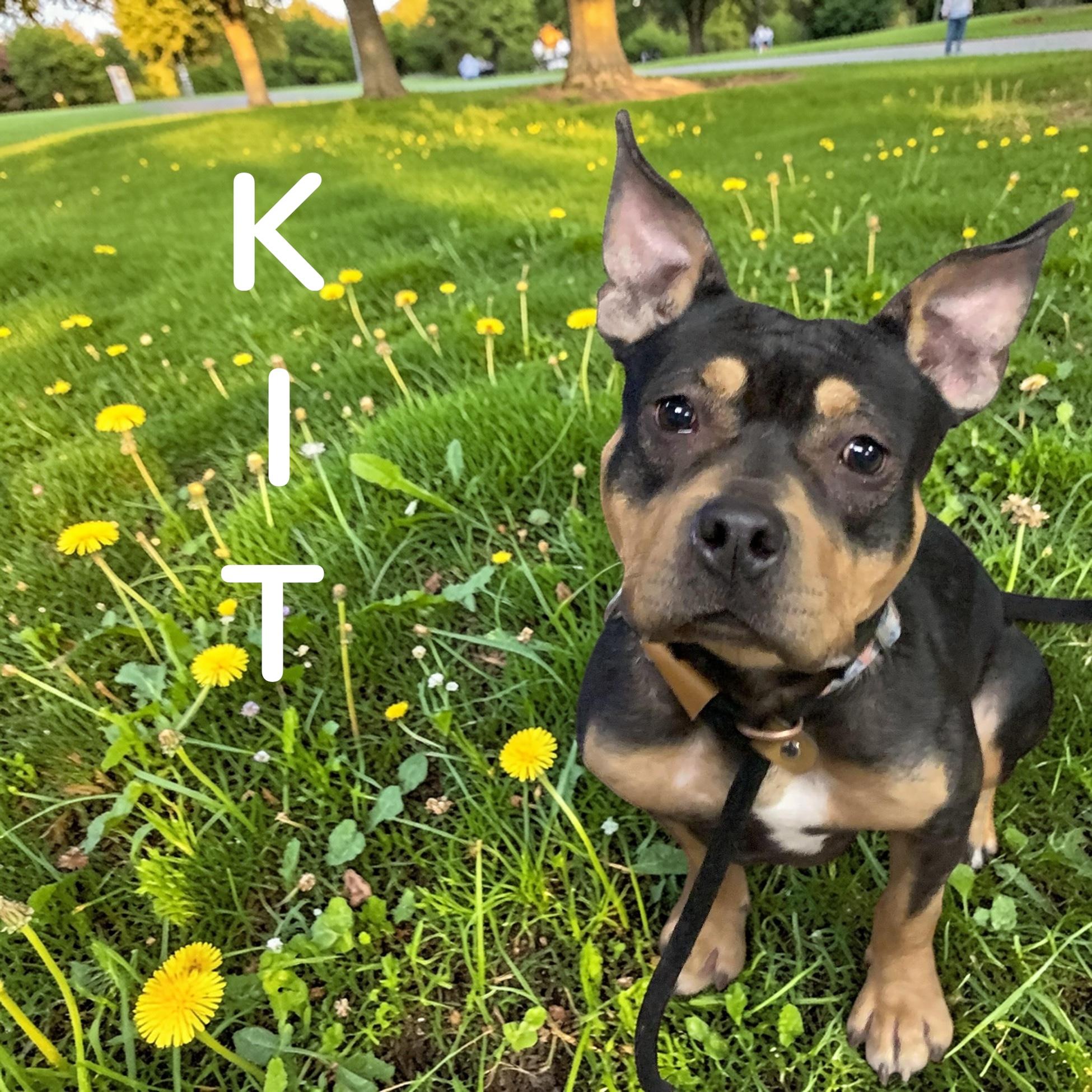 Kit adoption fee covered, Adoptable, Adult Female American Bully.