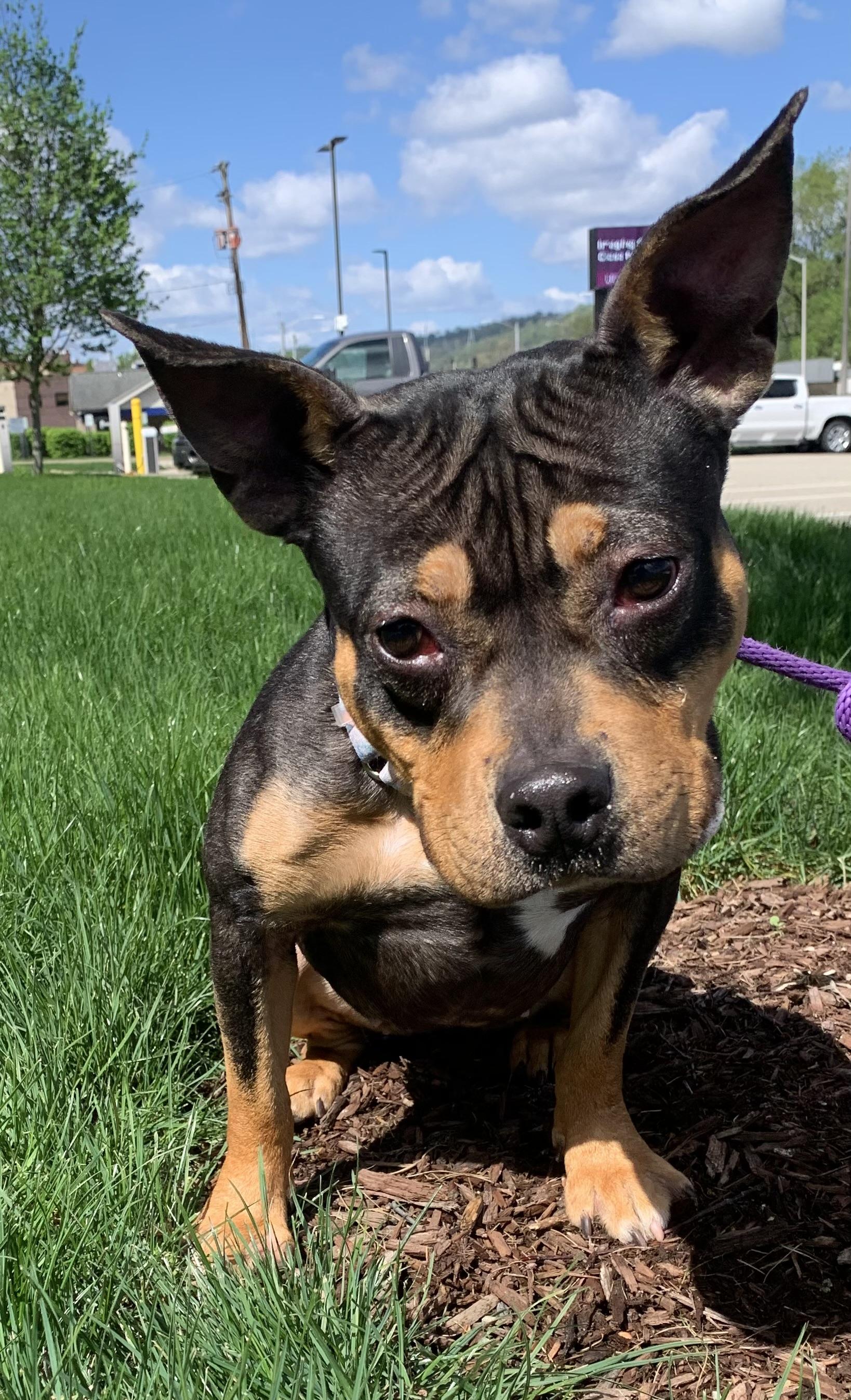 Enlarge Kit adoption fee covered, a Adoptable mixed breed in McKeesport, PA image 5/6