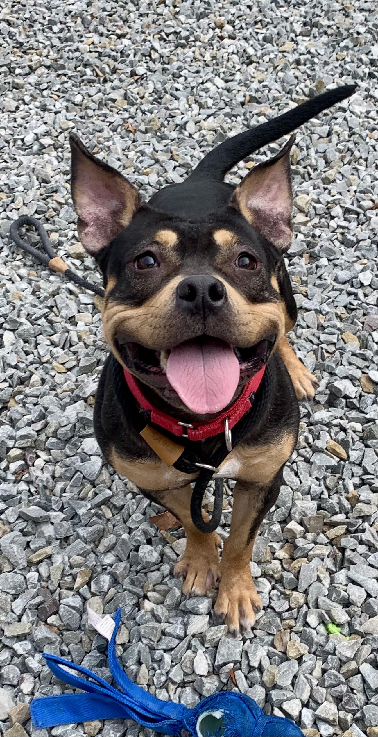 Enlarge Kyt, a Adoptable mixed breed in McKeesport, PA image 6/6