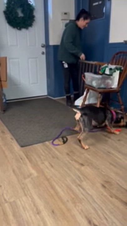 Enlarge Kyt, a Adoptable mixed breed in McKeesport, PA video 6/6