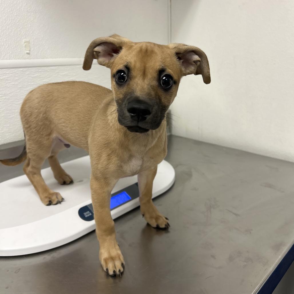 HACC-Stray-37277, Adoptable, Puppy Male Chihuahua & Beagle.