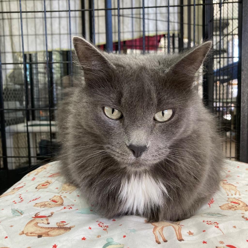 Rosie Kitty, Adoptable, Adult Female Domestic Medium Hair.