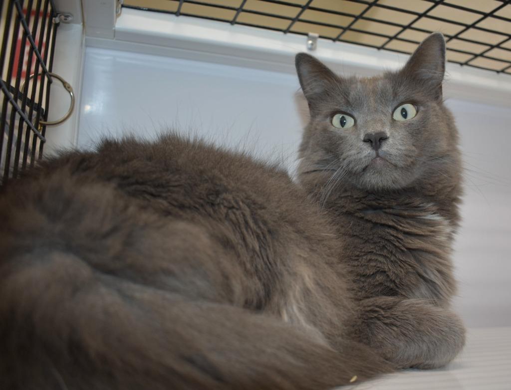 Enlarge Rosie Kitty, a Adoptable mixed breed in Peoria, AZ image 1/4