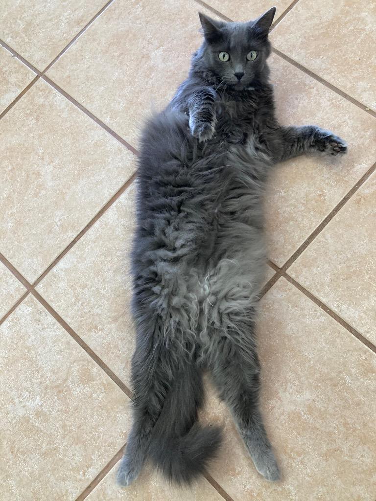 Enlarge Rosie Kitty, a Adoptable mixed breed in Peoria, AZ image 2/4