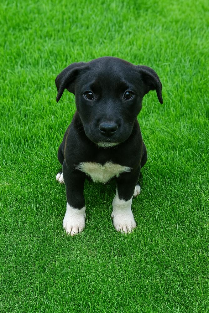 Enlarge Octavia, a Adoptable mixed breed in Carrollton, VA image 1/1