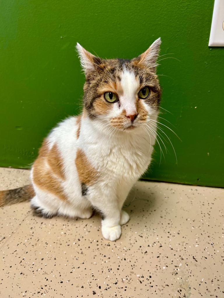 Callie, Adoptable, Senior Female Domestic Short Hair.