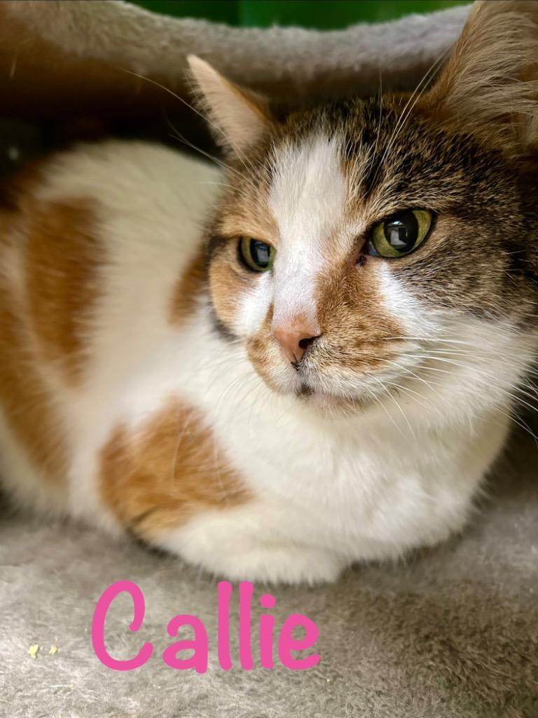 Enlarge Callie, a Adoptable mixed breed in West Union, OH image 1/1