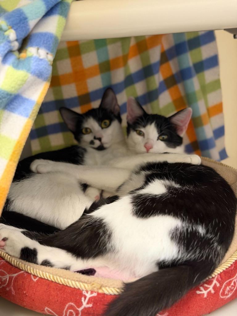 Stuffing, Adoptable, Kitten Female Domestic Short Hair.