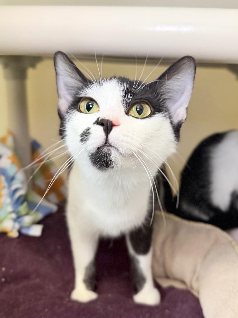 Enlarge Stuffing, a Adoptable mixed breed in Menomonie, WI image 2/3