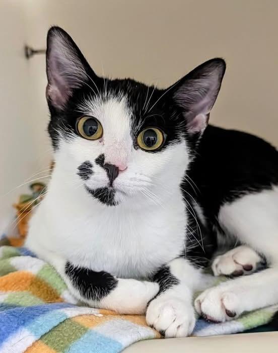 Enlarge Stuffing, a Adoptable mixed breed in Menomonie, WI image 3/3