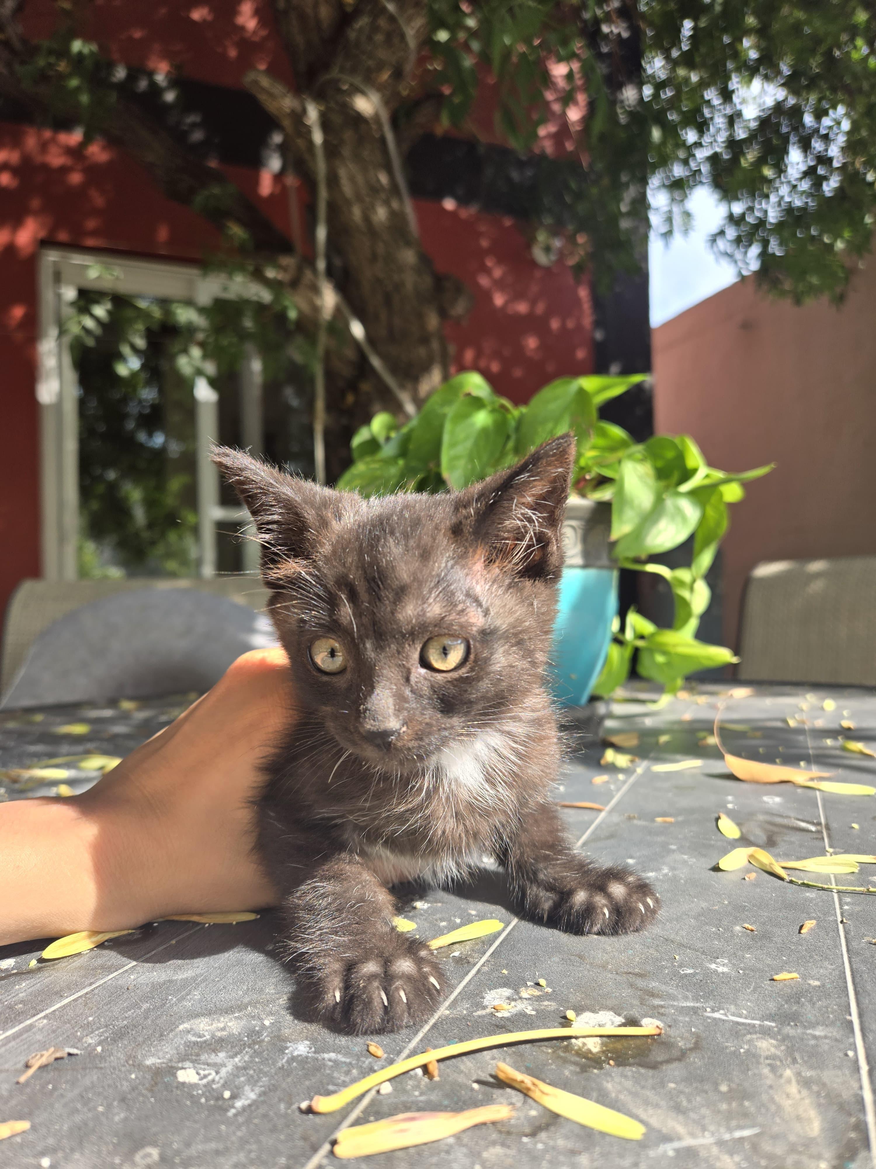 leon, Adoptable, Kitten Male Domestic Short Hair.