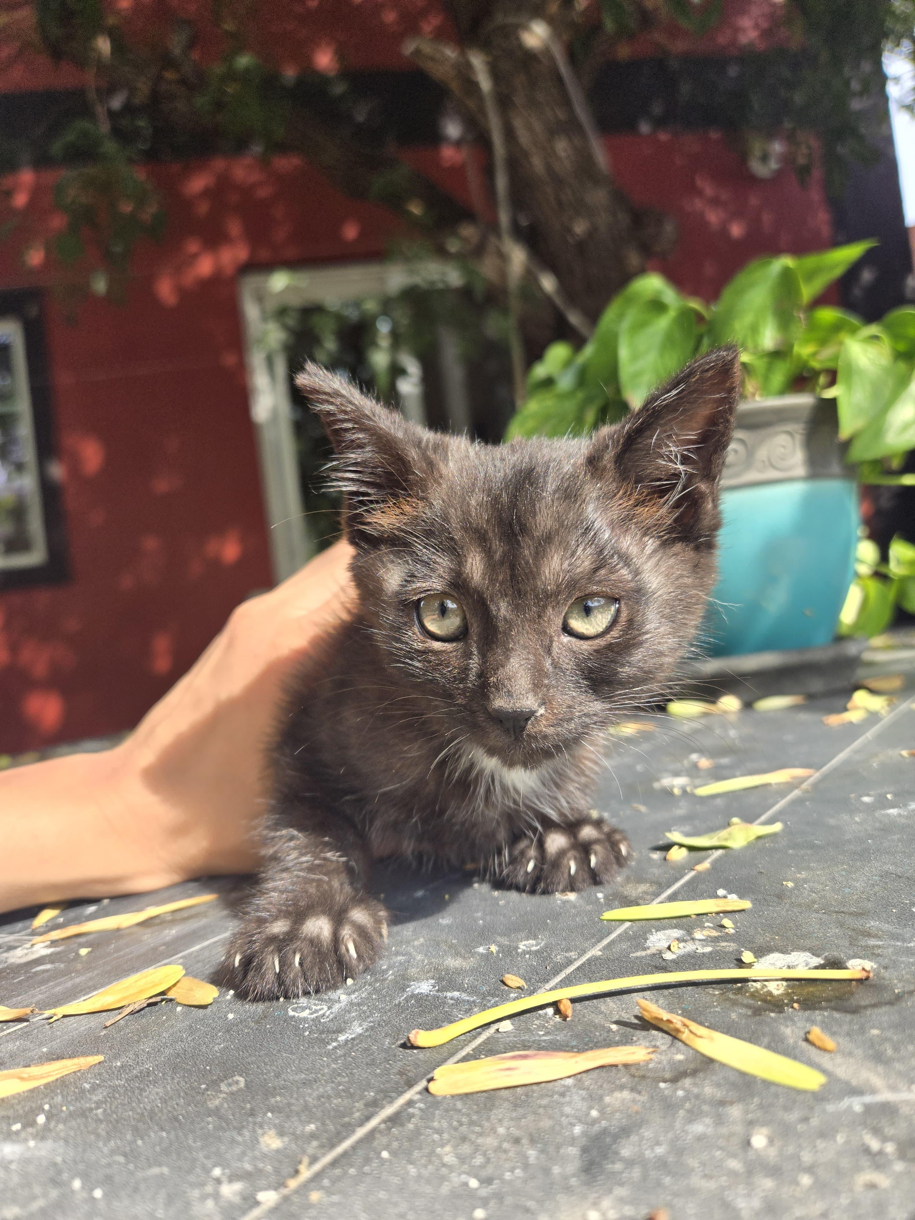 leon, a Adoptable mixed breed in Tijuana, BCN image 2/4