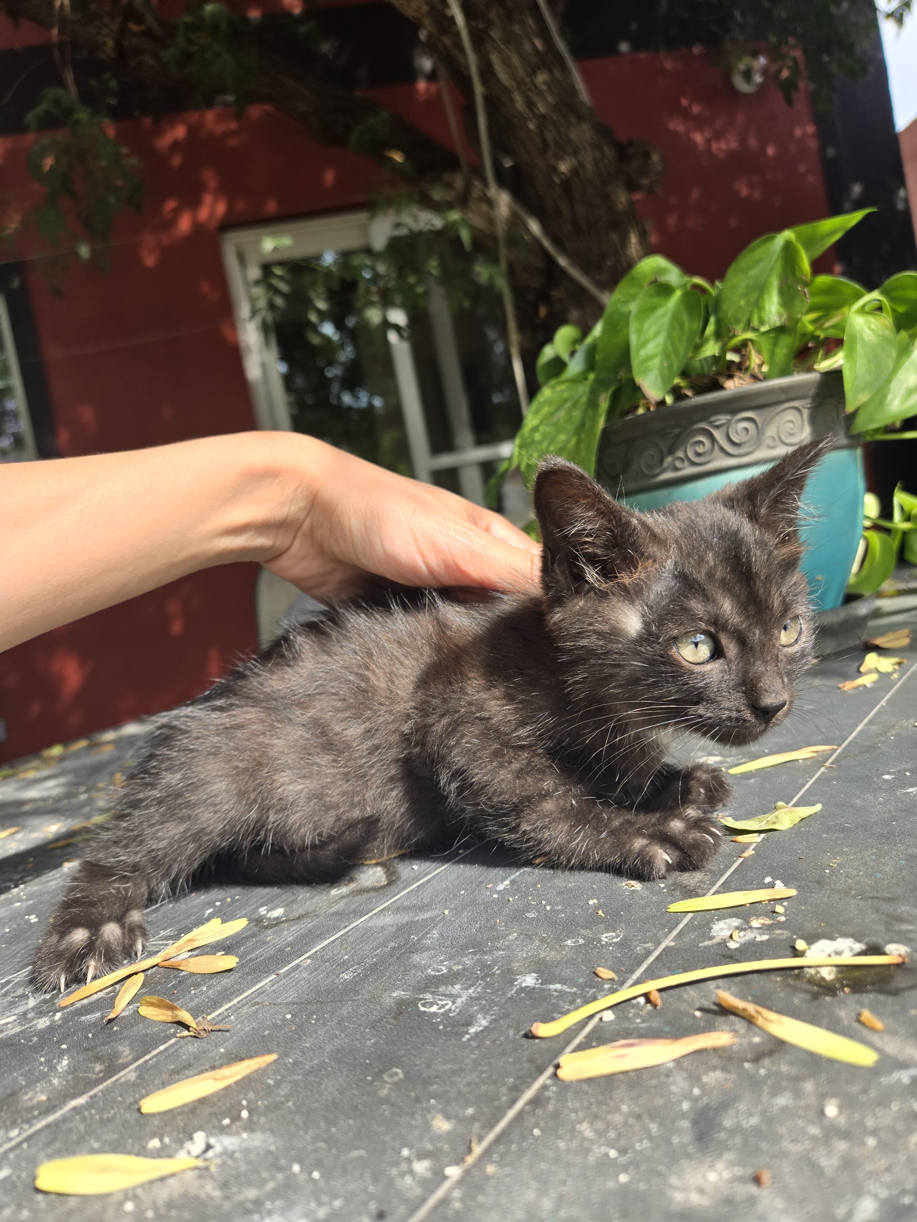 leon, a Adoptable mixed breed in Tijuana, BCN image 3/4